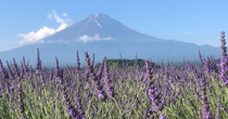 大石公園から見た富士山とﾗﾍﾞﾝﾀﾞｰ