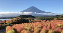 富士山とコキア