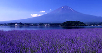 ハーブフェスティバル大石会場のラベンダーと富士山