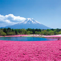 富士芝桜